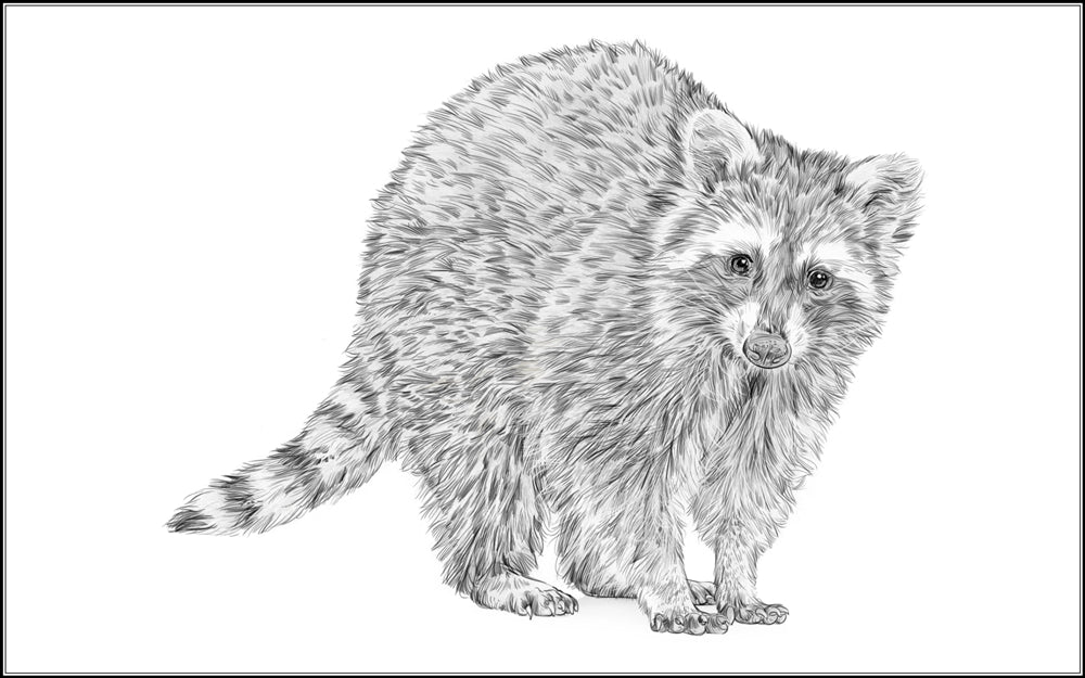 Parts of a Raccoon Three Part Cards (3-6)