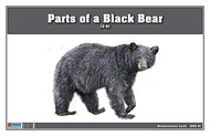 Parts of a Black Bear Three Part Cards (3-6)