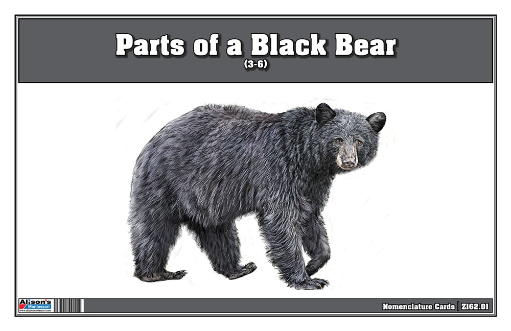 Parts of a Black Bear Three Part Cards (3-6)