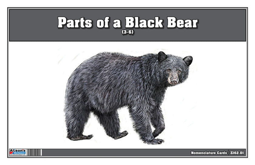 Parts of a Black Bear Three Part Cards (3-6)