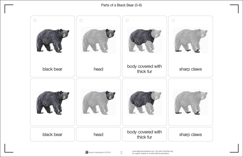 Parts of a Black Bear Three Part Cards (3-6)