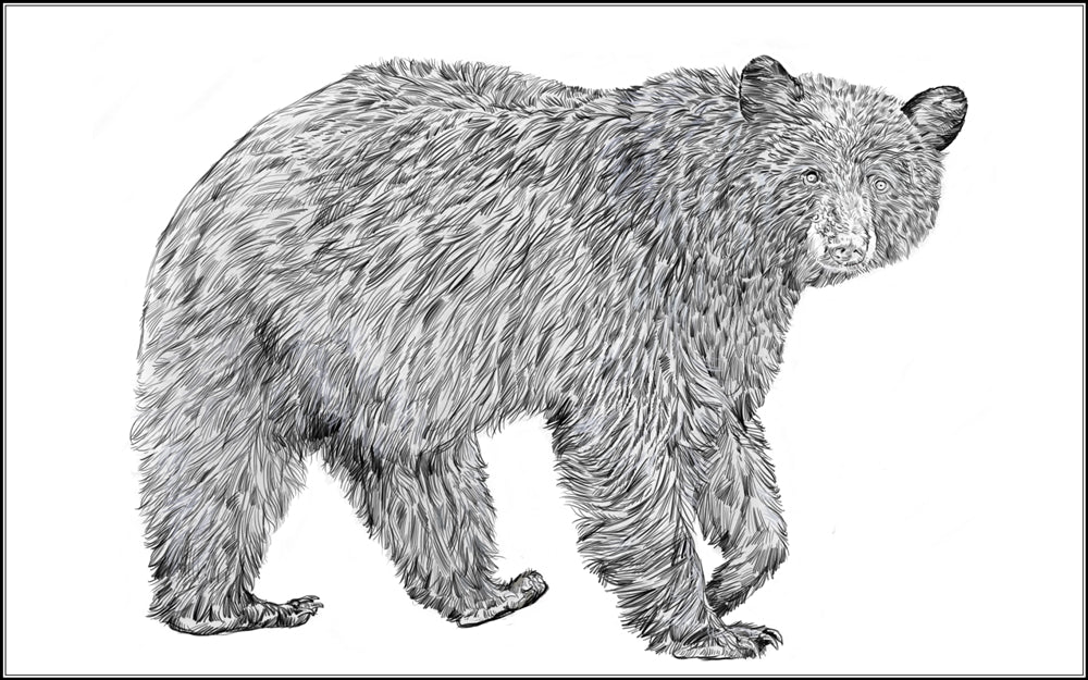 Parts of a Black Bear Three Part Cards (3-6)