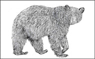 Parts of a Black Bear Three Part Cards (3-6)