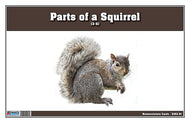 Parts of a Squirrel Three Part Cards (3-6)