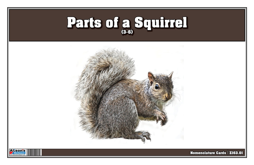 Parts of a Squirrel Three Part Cards (3-6)