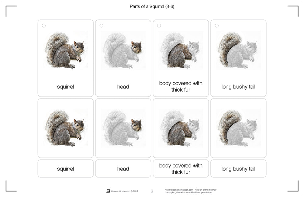 Parts of a Squirrel Three Part Cards (3-6)