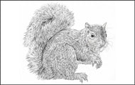 Parts of a Squirrel Three Part Cards (3-6)