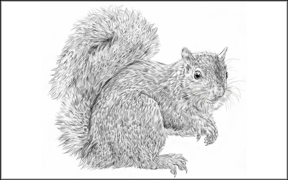 Parts of a Squirrel Three Part Cards (3-6)