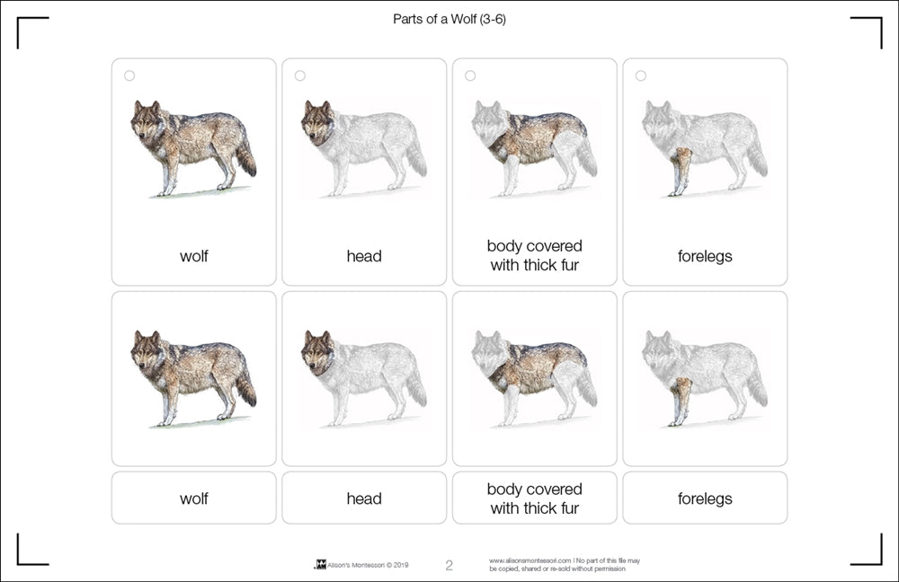 Parts of a Wolf Three Part Cards (3-6)