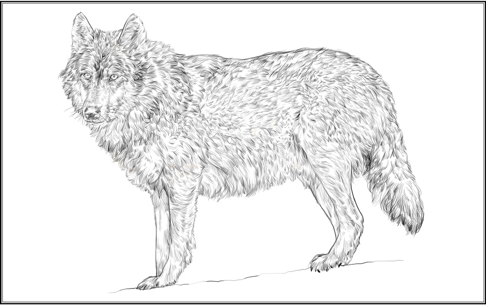 Parts of a Wolf Three Part Cards (3-6)