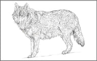 Parts of a Wolf Three Part Cards (3-6)