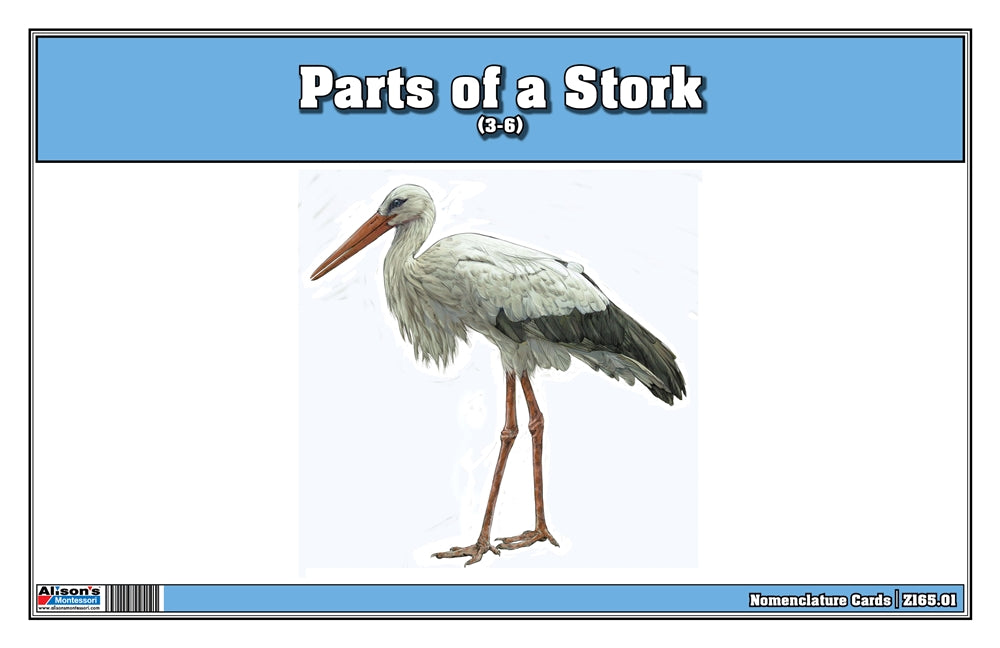 Parts of a Stork Three Part Cards (3-6)