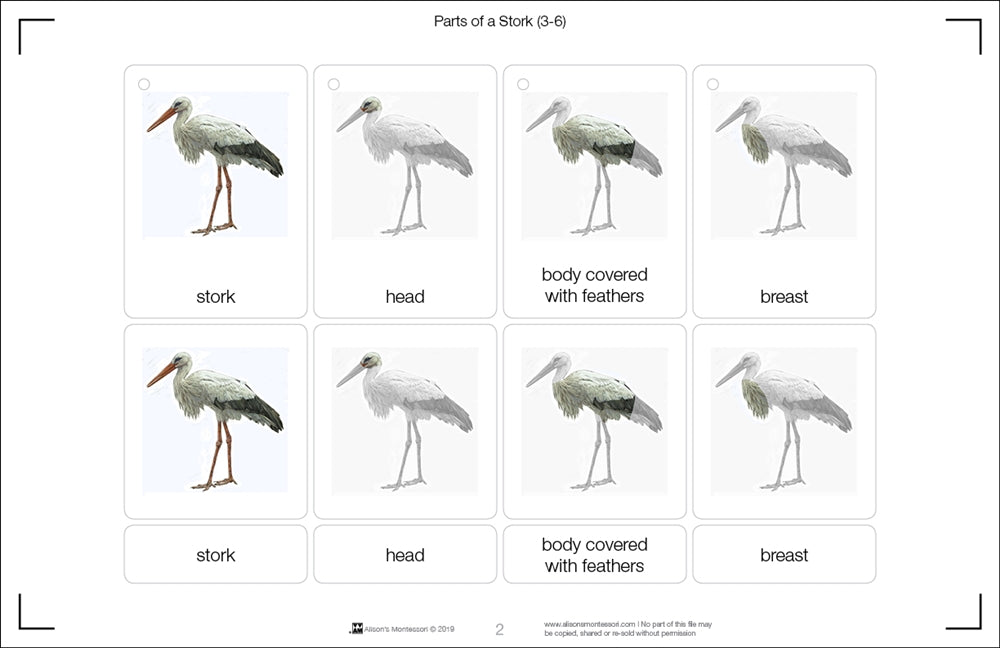 Parts of a Stork Three Part Cards (3-6)