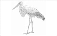 Parts of a Stork Three Part Cards (3-6)