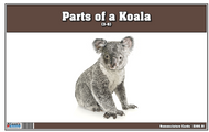 Parts of a Koala Three Part Cards (3-6)
