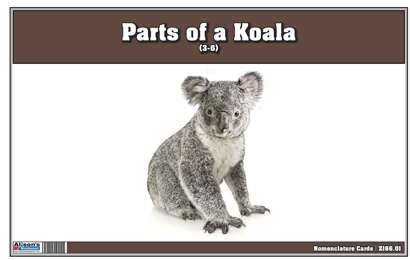 Parts of a Koala Three Part Cards (3-6)
