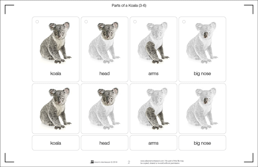 Parts of a Koala Three Part Cards (3-6)