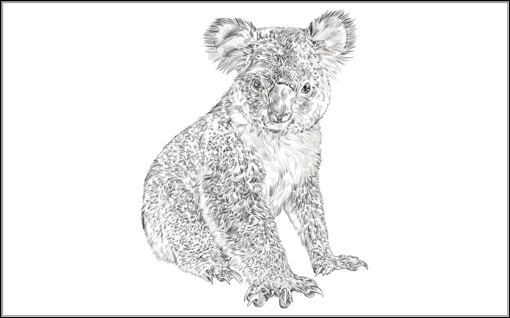 Parts of a Koala Three Part Cards (3-6)