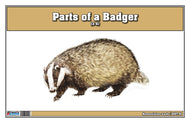 Parts of a Badger Three Part Cards (3-6)