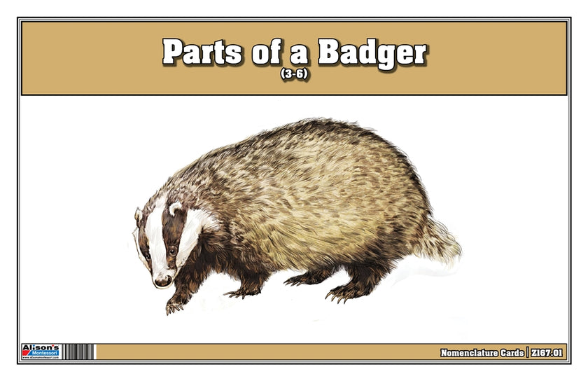 Parts of a Badger Three Part Cards (3-6)