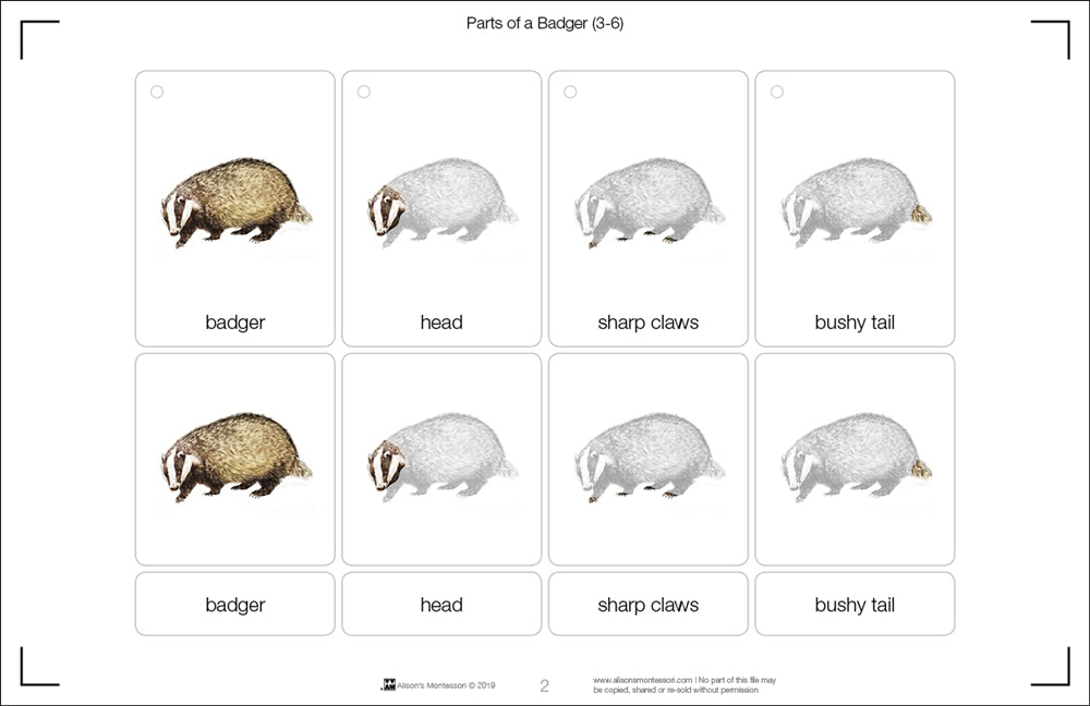 Parts of a Badger Three Part Cards (3-6)