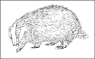Parts of a Badger Three Part Cards (3-6)