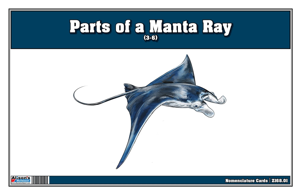 Parts of a Manta Ray Three Part Cards (3-6)
