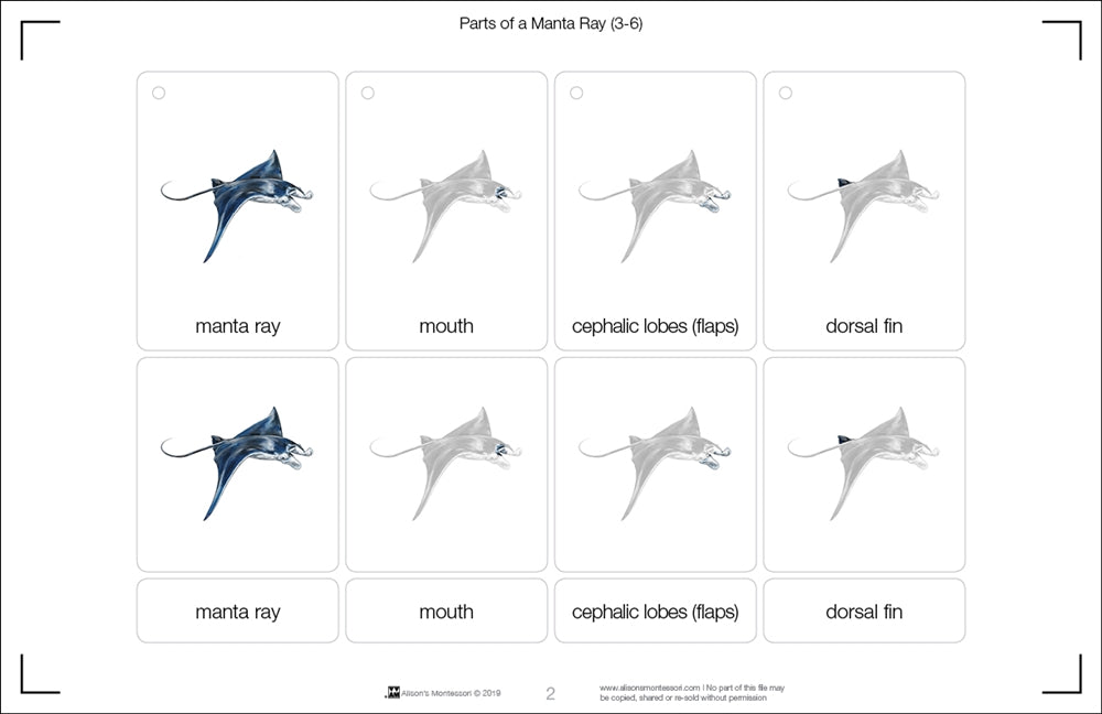 Parts of a Manta Ray Three Part Cards (3-6)