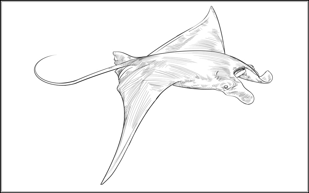 Parts of a Manta Ray Three Part Cards (3-6)