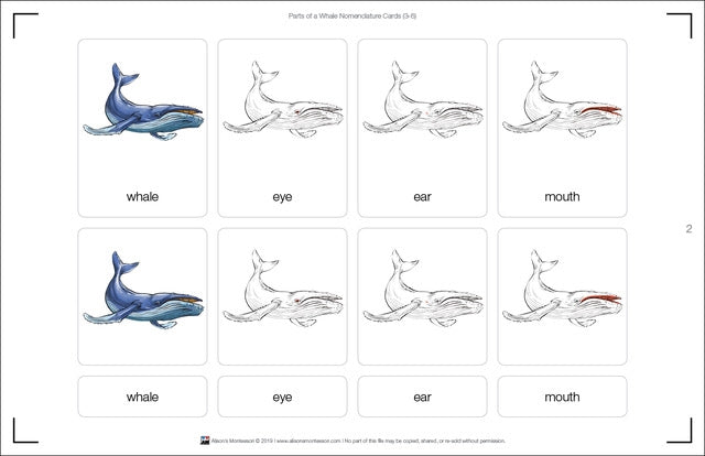 Parts of a Whale Three Part Cards (3-6)