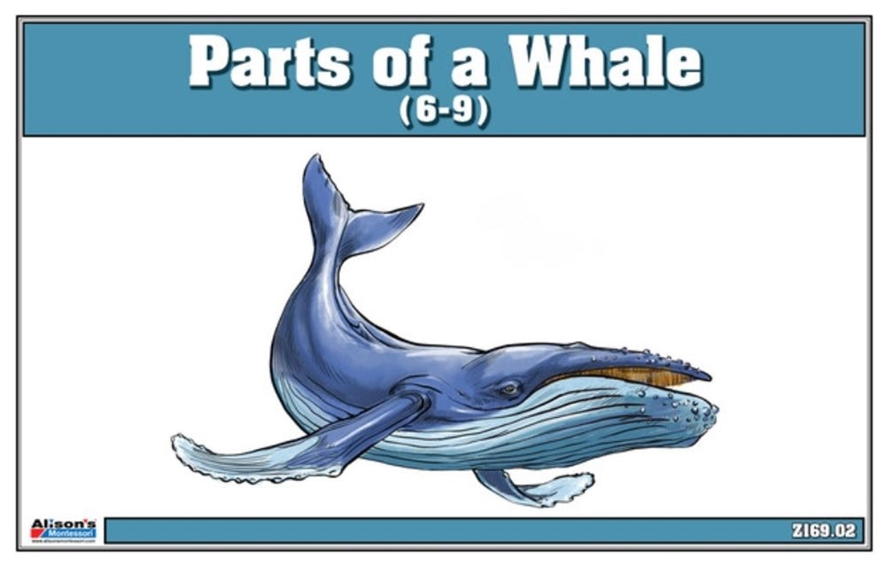 Parts of a Whale (6-9)