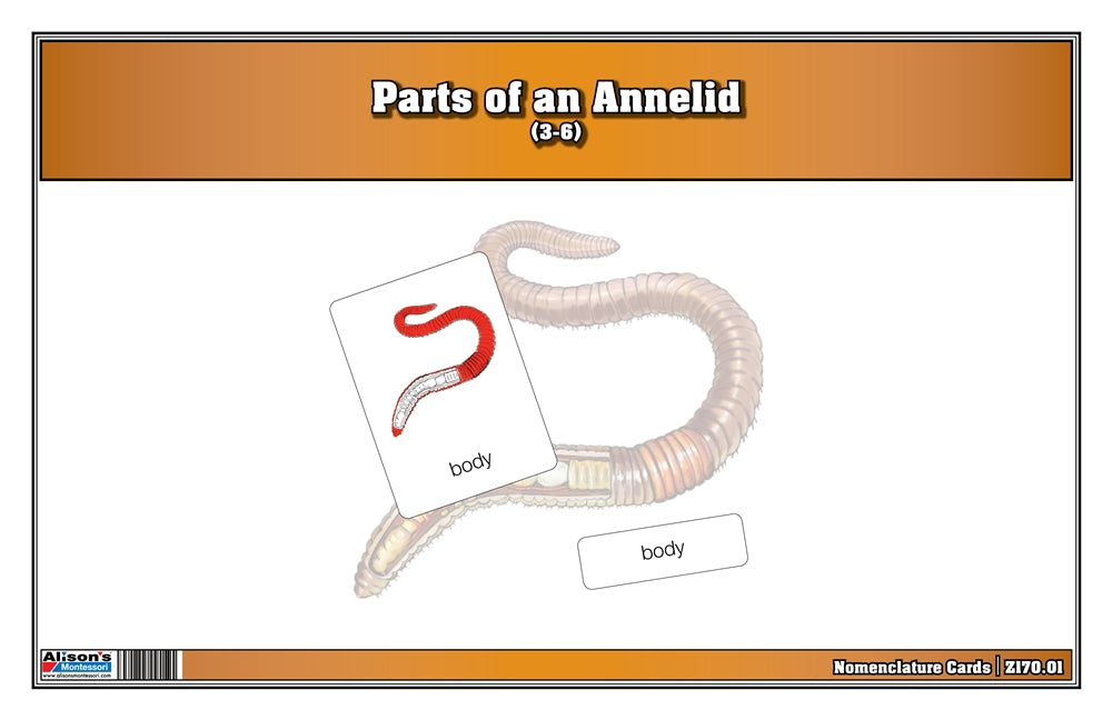 Parts of an Annelid Nomenclature Cards (3-6) (Printed)