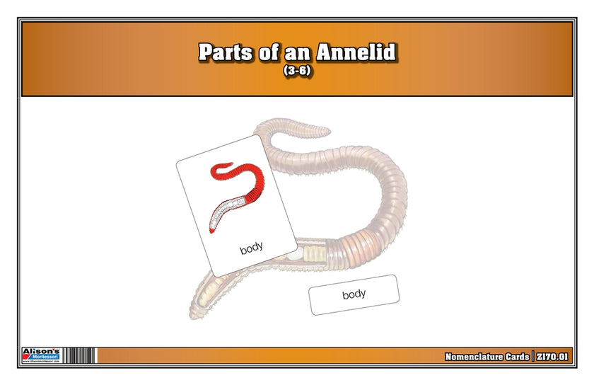 Parts of an Annelid Nomenclature Cards (3-6) (Printed)