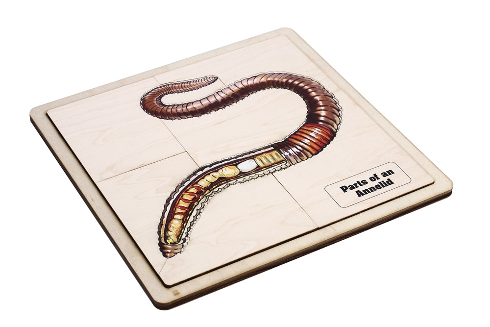 Parts of an Annelid Puzzle with Nomenclature Cards (3-6)