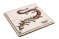 Parts of an Annelid Puzzle with Nomenclature Cards (3-6)