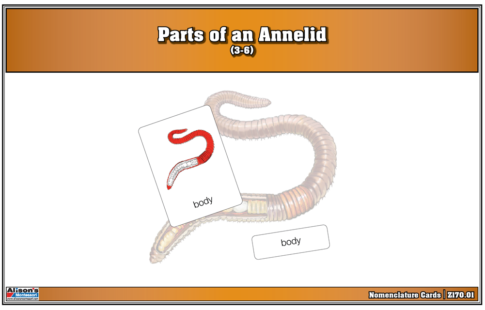 Parts of an Annelid Puzzle with Nomenclature Cards (3-6)