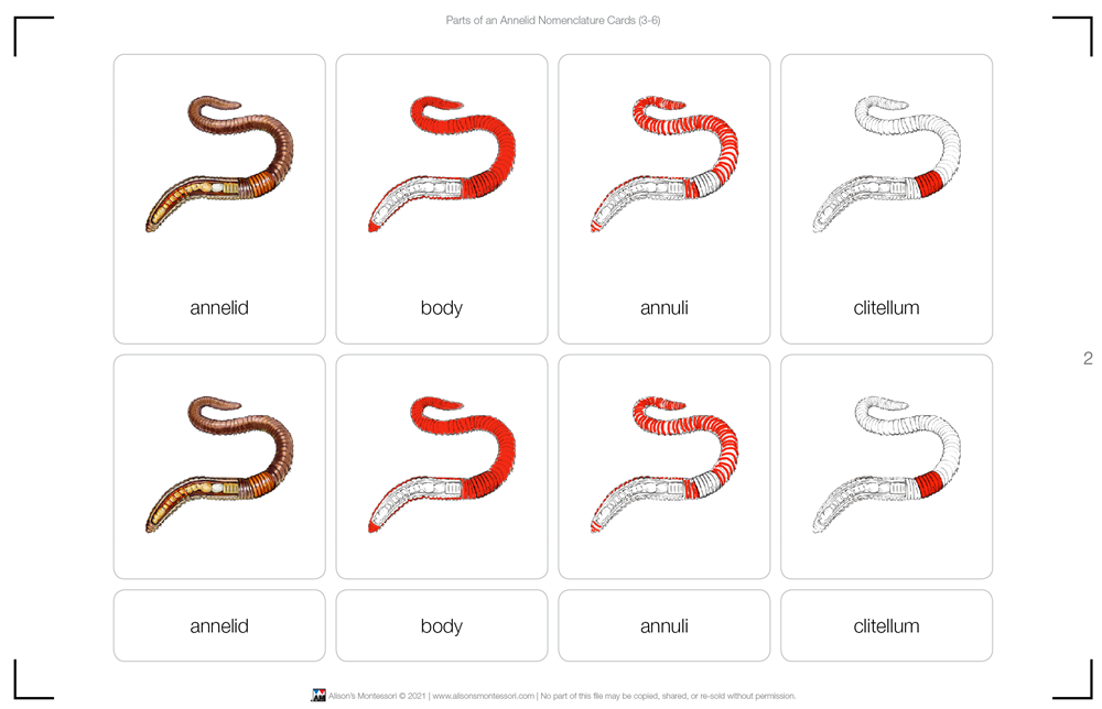 Parts of an Annelid Puzzle with Nomenclature Cards (3-6)