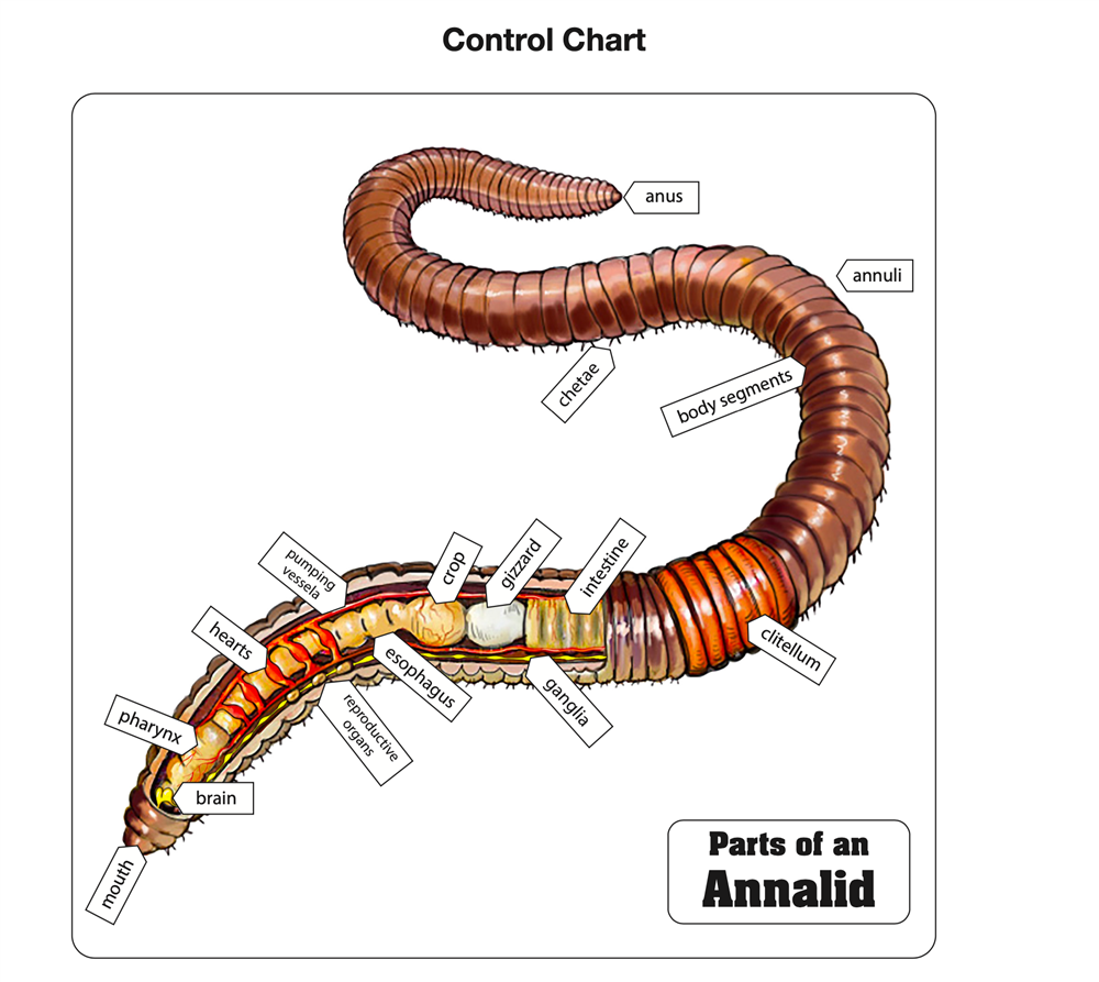 Parts of an Annelid Puzzle with Nomenclature Cards (6-9)
