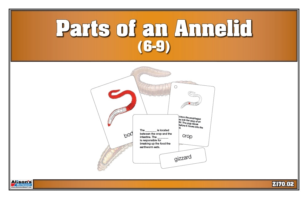 Parts of an Annelid Puzzle with Nomenclature Cards (6-9)
