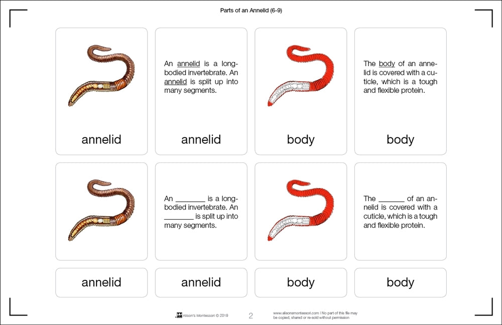 Parts of an Annelid Puzzle with Nomenclature Cards (6-9)