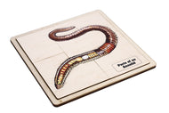 Parts of an Annelid Puzzle