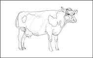Parts of a Cow Nomenclature Cards (3-6)