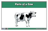 Parts of a Cow Nomenclature Cards (6-9)