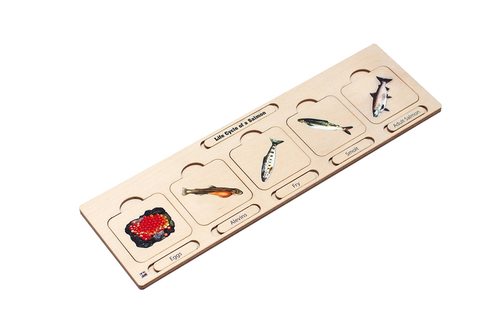 Life Cycle Puzzle: Salmon