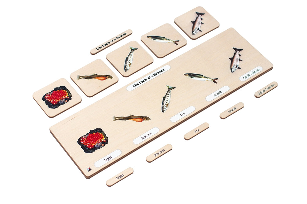 Life Cycle Puzzle: Salmon