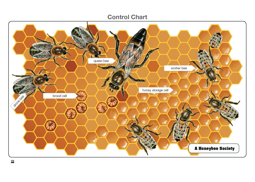 A Honeybee Society Puzzle with Nomenclature Cards (3-6) (Printed)