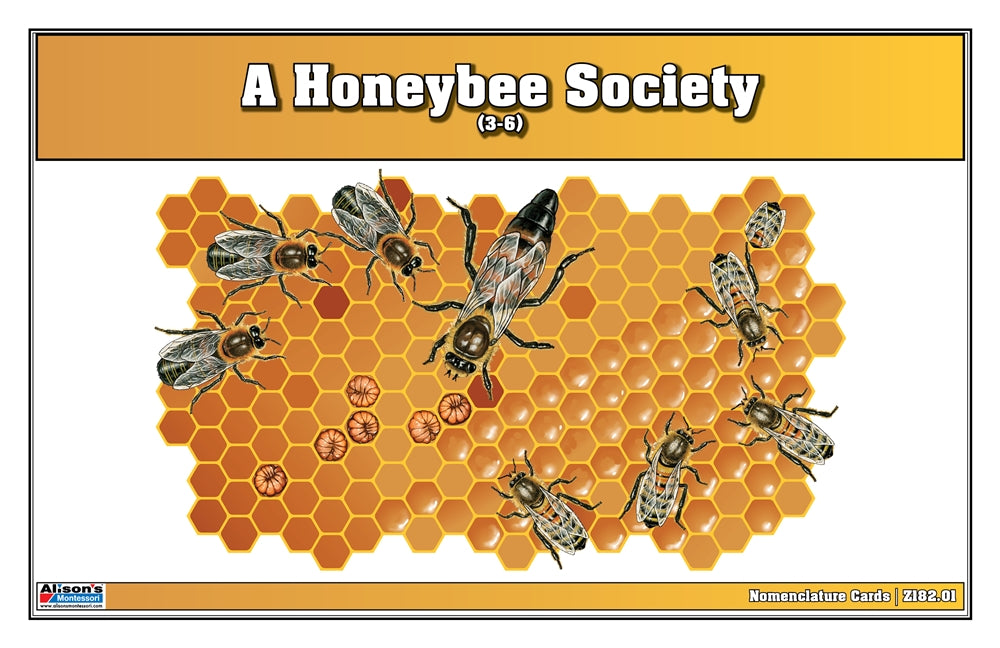 A Honeybee Society Puzzle with Nomenclature Cards (3-6) (Printed)