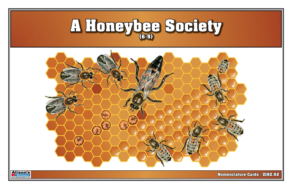 A Honeybee Society Puzzle with Nomenclature Cards (6-9) (Printed)