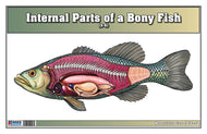 Internal Parts of a Bony Fish Nomenclature Cards (3-6) (Printed)