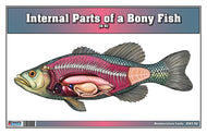 Internal Parts of a Bony Fish Nomenclature Cards (6-9) (Printed)